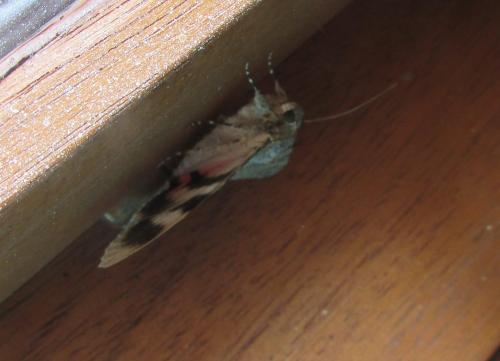 Réf. 195 789 : Catocala elocata